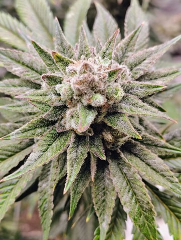 2nd grow  — flower, day 185