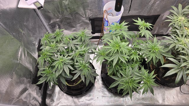Blueberry Swirl — flower, day 35