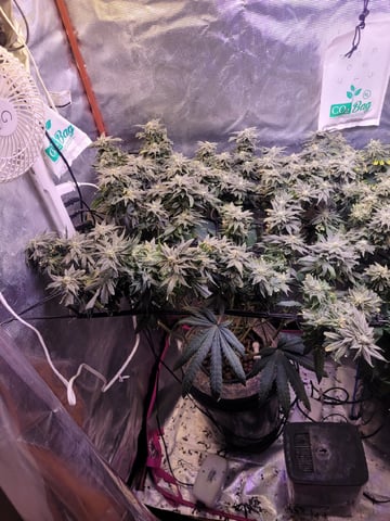 4th Grow — flower, day 6