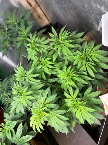 Unground Grow