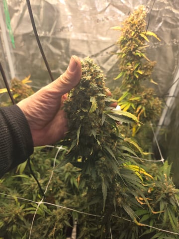 Gurilla Glue #4 × Samsquatch autos — flower, day 93