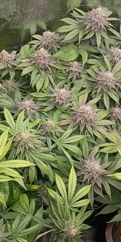TentPlantLightFan — flower, day 115
