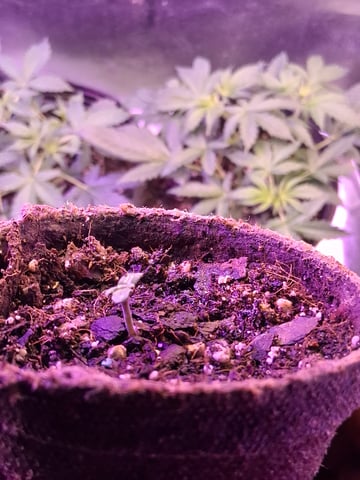 Godfather OG — seedling_rooting, day 2