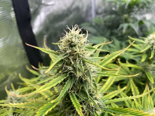 Auto Run #1 2025-2026 — flower, day 75