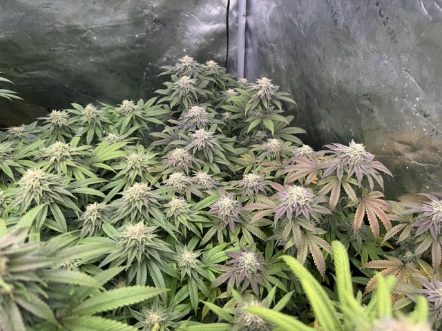 7 Strains 14 Plants  — flower, day 134