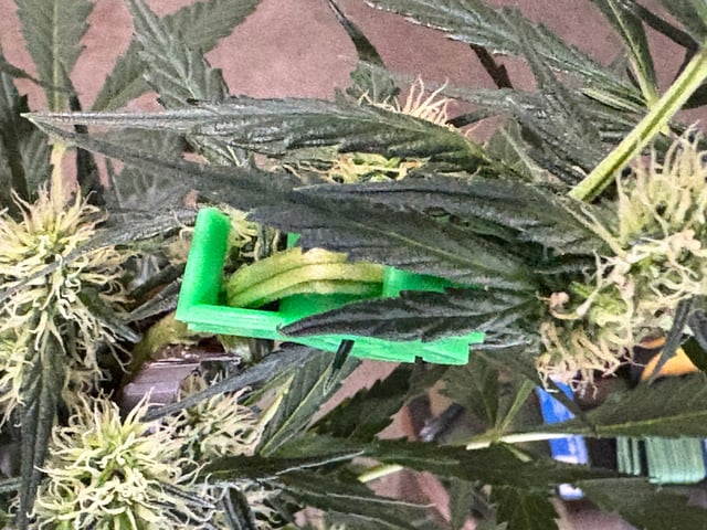 northern Lights “AUTO’S” — flower, day 7