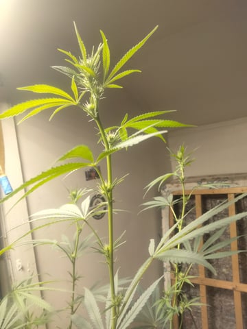 jay seaton  — flower, day 17