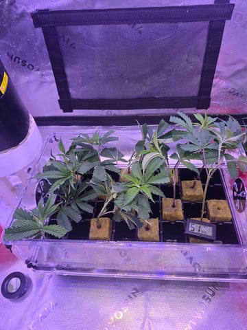 MOTHER ROOM — seedling_rooting, day 54