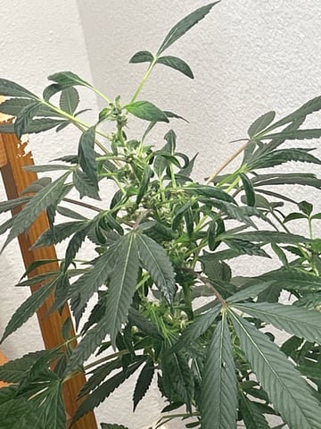 first indoor tent grow — flower, day 63