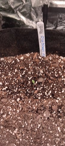 Gelato Auto  — seedling_rooting, day 5