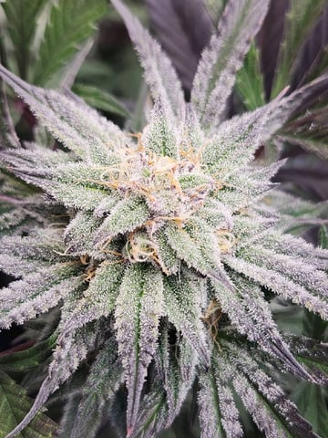 Rings of Saturn & Ghostboosters - Apollo Haze Artisanal Line — flower, day 71