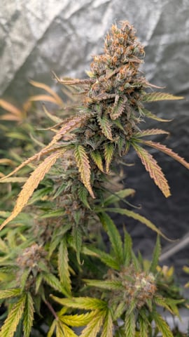 Strawberry Cheesecake Seedsman Seeds Autoflowers x2 — flower, day 106