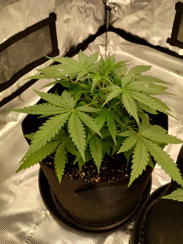 First grow — vegetative, day 28