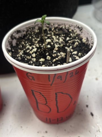 winter 25-26 — seedling_rooting, day 1