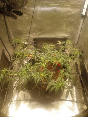 ethos — flower, day 16