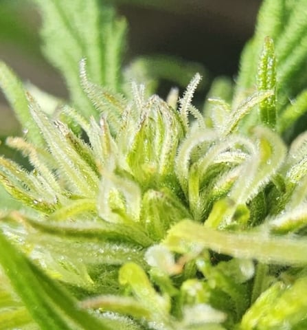 Cheshablue  — flower, day 11