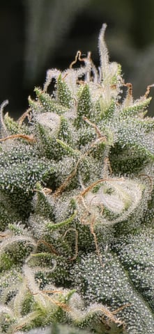 strawberry guava bx — flower, day 3