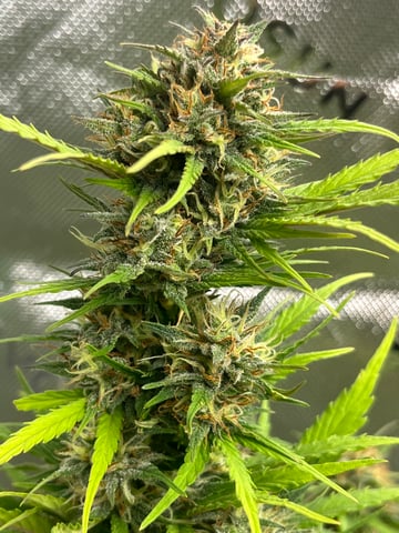 Wedding Cake Zkittlez — flower, day 27