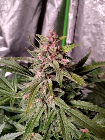 Banana Purple Punch Auto — flower, day 63