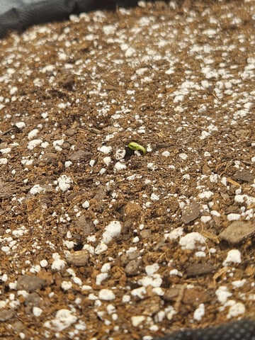 Spring 2025 — seedling_rooting, day 9