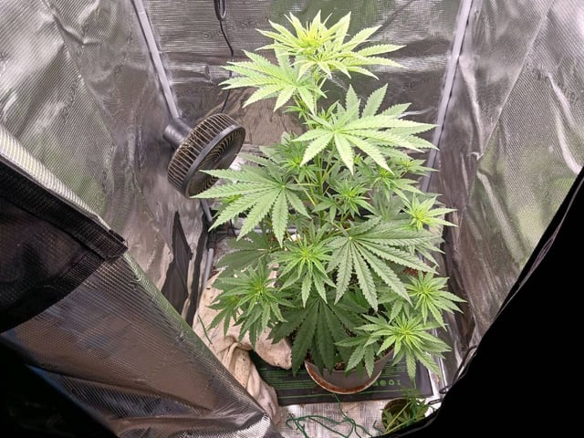 4th grow  — flower, day 163