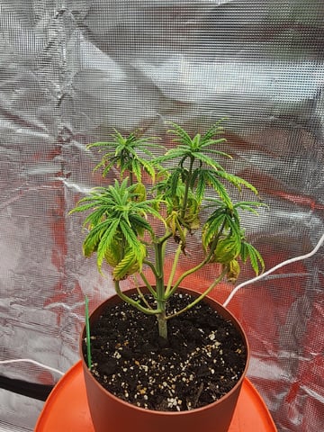 HE1E we GROW  — vegetative, day 71