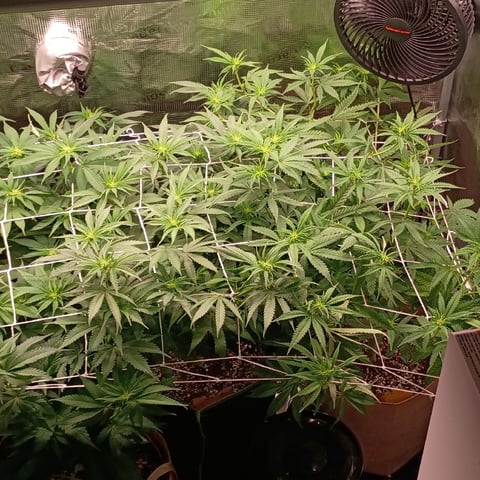 TentPlantLightFan — flower, day 85