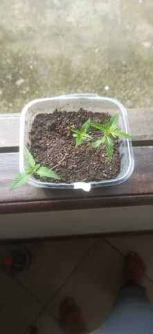 Prentwins — vegetative, day 6