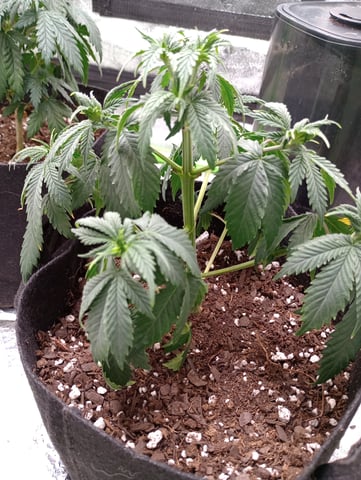 All Aboard!!! — vegetative, day 35