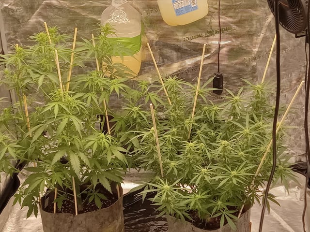   and one L.a kush cake . — flower, day 91