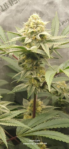 Another Custom Creation — flower, day 117