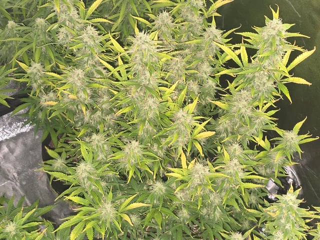 2nd Autoflower Indoor Grow — flower, day 69
