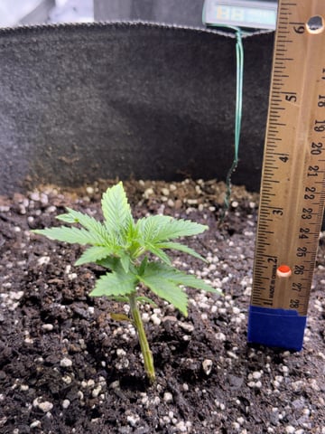 Grow #2 — vegetative, day 30