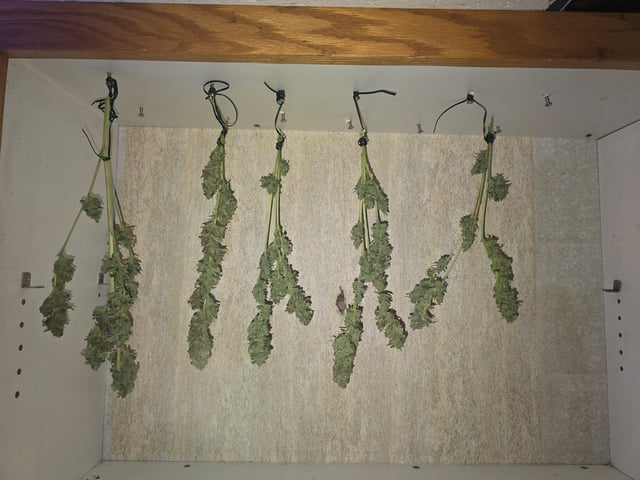 2nd Harvest — flower, day 41