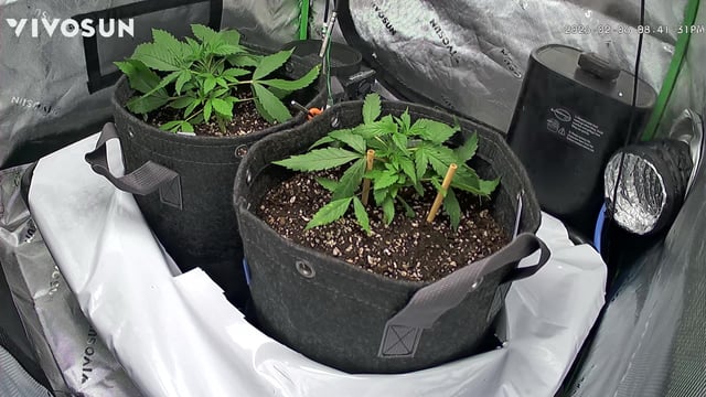 Ztrawberriez (Auto) 2026 - 1 — vegetative, day 26