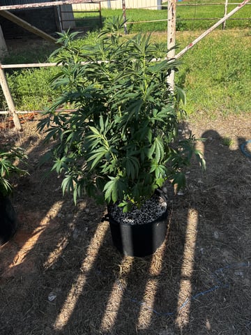 Outdoor Grow — vegetative, day 84