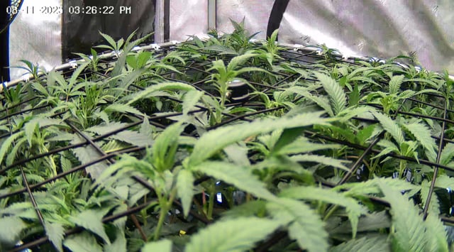 Found my Females... Game On! — flower, day 132