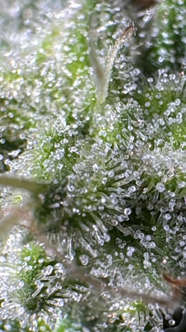 OG Kush — flower, day 147