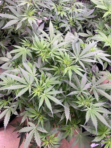 FIRST AUTO RUN — auto, day 18