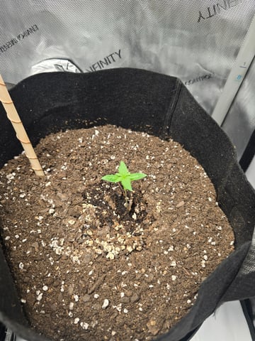 Durban Poison — seedling_rooting, day 22
