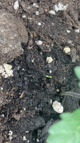 ❄️💚❄️WinterGrow❄️💚❄️ — vegetative, day 16