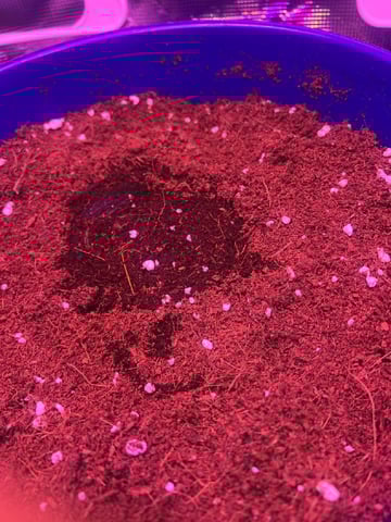 SOUR APPLE (2nd attempt) — seedling_rooting, day 3