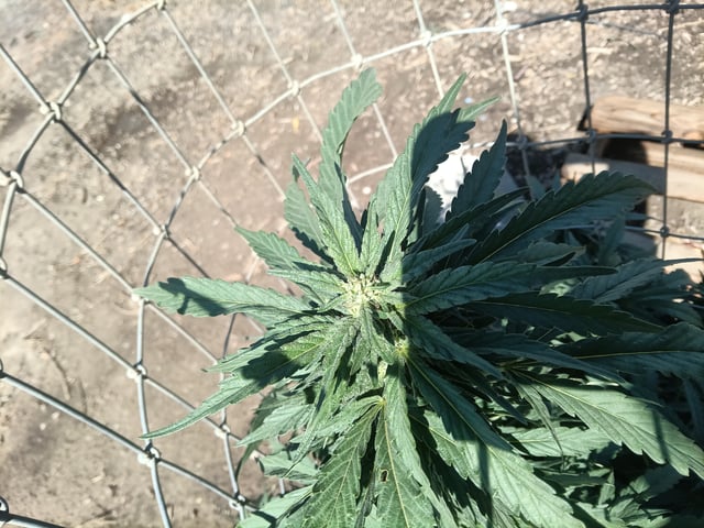 first 4 — flower, day 45