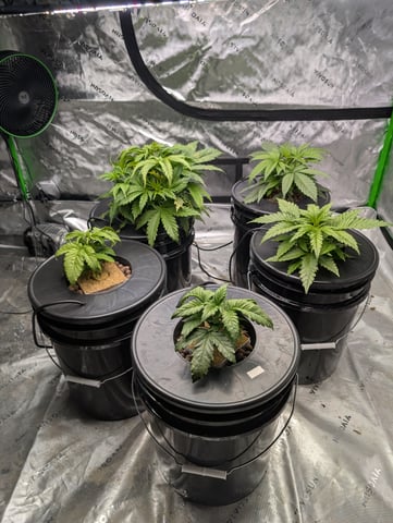 Acapulco Gold  — vegetative, day 39