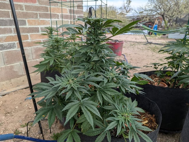 October Start — flower, day 110