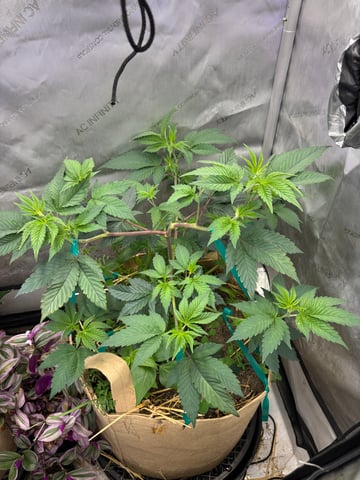 grow 4 — vegetative, day 24