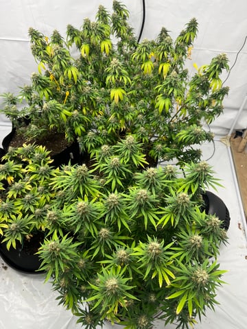 Indoor Grow  — flower, day 91