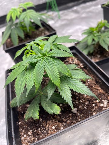 Clones GodFather OG Clones — seedling_rooting, day 5