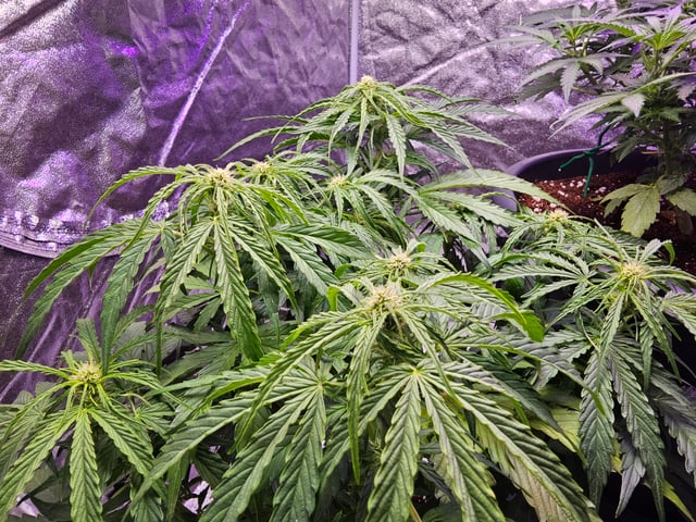 Cheshablue  — flower, day 16