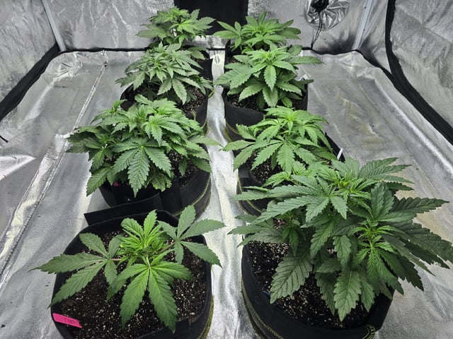 Autos AGAIN — vegetative, day 30